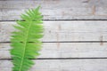 Fern. Wildlife concept on wooden background. Perfect natural fern specimen. Beautiful background of young green fern
