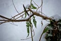 Fern in the winter. Green fern leaves under snow in winter.