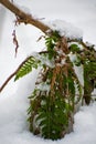 Fern in the winter. Green fern leaves under snow in winter.