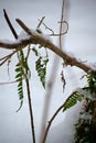 Fern in the winter. Green fern leaves under snow in winter.