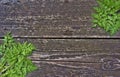 Fern on wooden background Royalty Free Stock Photo