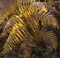 Fern in the woods in the fall 2