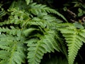 fern (rumohra adiantiformis) close up in the photo Royalty Free Stock Photo