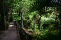 Pathway in forest of ferns and sunlight. Fernery of Domain Wintergardens, Auckland, New Zealand