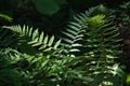 Fernery in Varnikai cognitive track Royalty Free Stock Photo