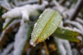 Fernleaf Frozen in winter