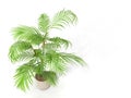 Fernleaf hedge bamboo, Royalty Free Stock Photo