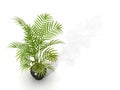 Fernleaf hedge bamboo, Royalty Free Stock Photo