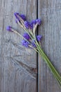 Fernleaf Lavenders Royalty Free Stock Photo