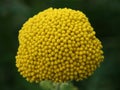 Fernleaf Yarrow (Achillea filipendulina) Royalty Free Stock Photo