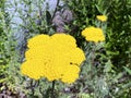 Fernleaf yarrow Achillea filipendulina, Milfoil, Nosebleed, Die Goldgarbe oder Gold-Garbe ili Zuti stolisnik, Mainau - Constance