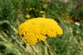 Fernleaf yarrow (achillea filipendulina) plant