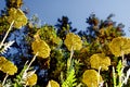 Fernleaf yarrow flowers Achillea filipendulina Royalty Free Stock Photo