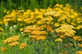 Fernleaf Yarrow in garden