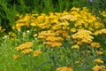 Fernleaf Yarrow in garden Royalty Free Stock Photo