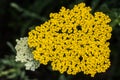 Fernleaf Yarrow or Milfoil