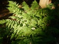 Fernplant in the garden