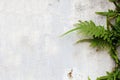 Ferns Royalty Free Stock Photo