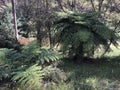 Ferns along the Jamieson river Royalty Free Stock Photo