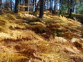 Ferns in the autumn forest