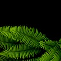 Ferns background Royalty Free Stock Photo