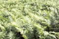 A ferns background picture Royalty Free Stock Photo