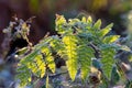 frost covered ferns in morning light