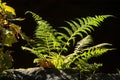 Ferns On Black Background