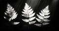 Ferns in Black and White, Illuminated by Light Royalty Free Stock Photo
