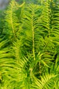 Ferns blanket background on a sunny day at the countryside of Vietnam Royalty Free Stock Photo