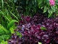 Ferns, bushes, flowers, all in one place, Toronto, ON, Canada Royalty Free Stock Photo