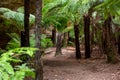 The ferns and canyon walls at the Lithgow Glowworm tunnel in the Blue Mountains New South Wales Australia on 31st July 2019