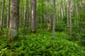 Ferns Carpet Forest Floor Royalty Free Stock Photo