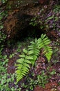 Ferns on Cliff Wall with Liverwort