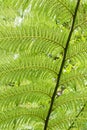 Ferns Close-Up, Heligan Gardens, Cornwall, UK Royalty Free Stock Photo