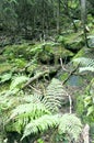 Ferns cover the forest floor. Royalty Free Stock Photo