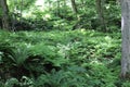 Ferns covered a forest floor Royalty Free Stock Photo