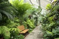 Ferns, cycads and different tropical plants in the greenhouse of botanical garden Royalty Free Stock Photo