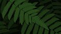 Ferns Desktop Wallpaper Vascular Plant Royalty Free Stock Photo