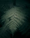 Ferns in Dark Tasmanian Forest Royalty Free Stock Photo