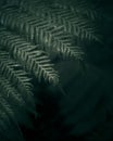 Ferns in Dark Tasmanian Forest Royalty Free Stock Photo