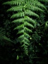Ferns are a dewy parasite