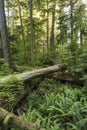 Ferns and Fallen Giants on the Forest Floor