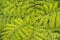 Ferns