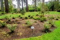 Ferns and Fernery trail at Benmore Botanic Garden, Scotland Royalty Free Stock Photo