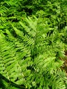 Ferns or Filicophytes