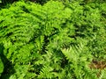 Ferns or Filicophytes Royalty Free Stock Photo