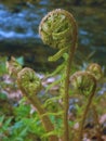 Ferns or Filicophytes or Filicophyta plant spiral leaves in the spring
