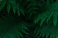 Ferns in the forest. Beautiful background of ferns green foliage leaves. Royalty Free Stock Photo