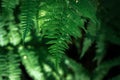 Ferns in the forest. Beautiful background of ferns green foliage leaves. Royalty Free Stock Photo